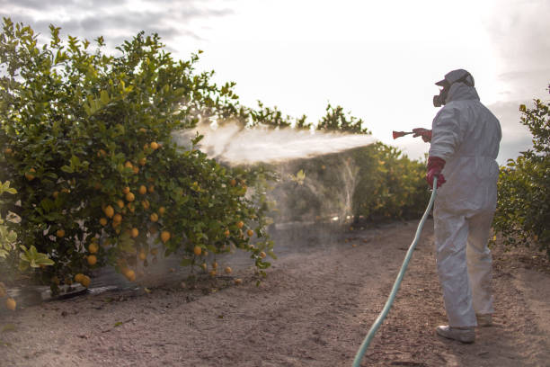 Best Local Pest Control Services  in Brown City, MI